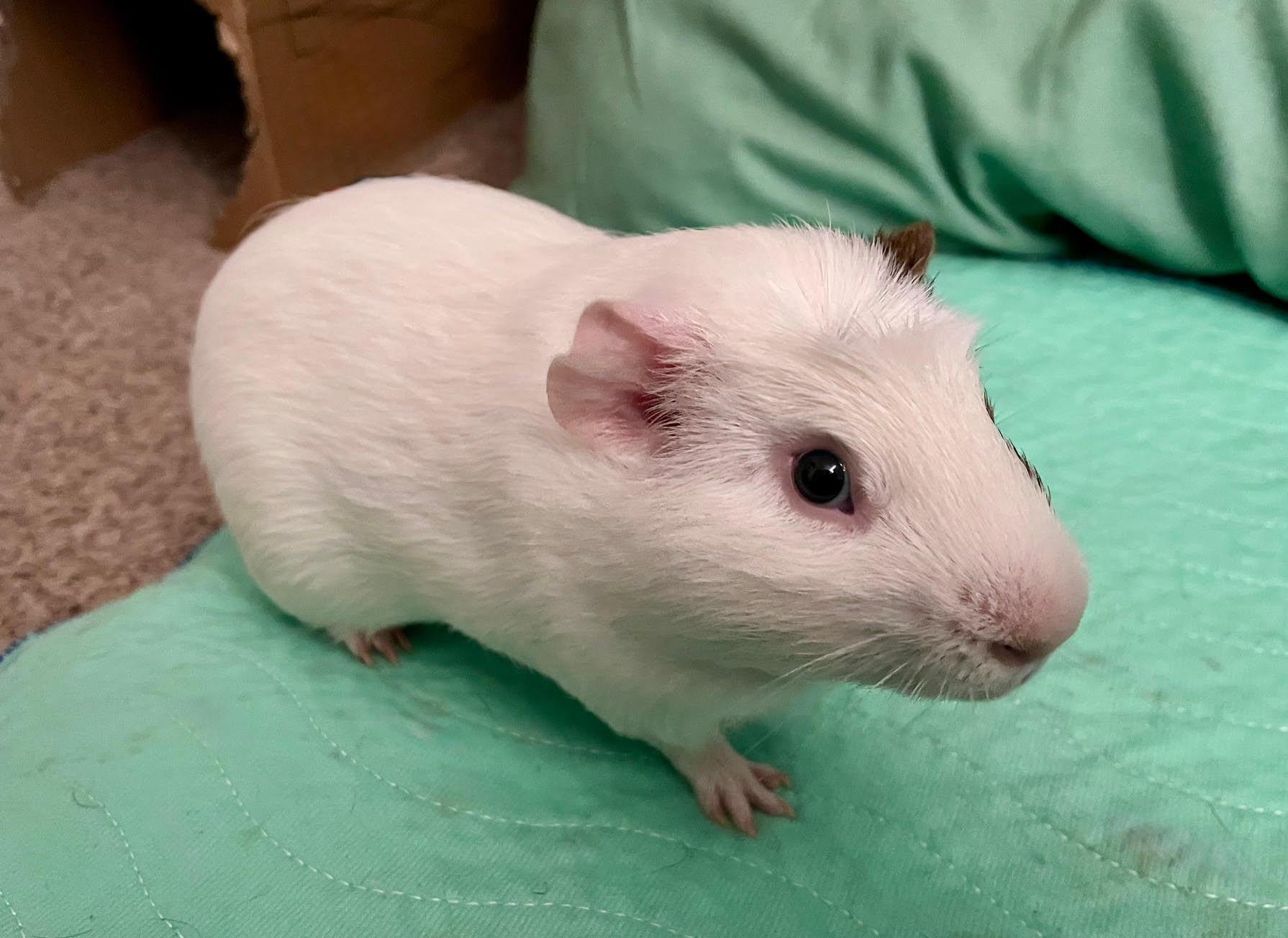 Enlarge Frog and Toad, a Adoptable Short-Haired in Wellington, CO image 2/3