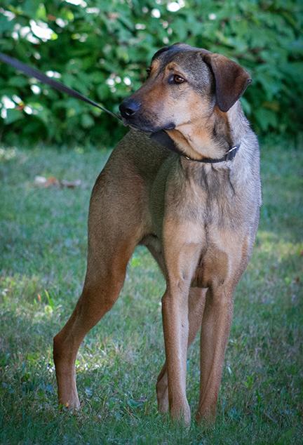 Enlarge Stitch, a ADOPTABLE mixed breed in Stanstead, QC image 3/3