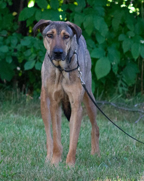 Enlarge Stitch, a ADOPTABLE mixed breed in Stanstead, QC image 2/3