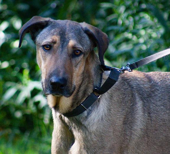 Stitch, ADOPTABLE, Young Male German Shepherd Dog.