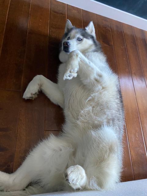 Luna, a Adoptable Siberian Husky in Beverly Hills, CA image 3/6