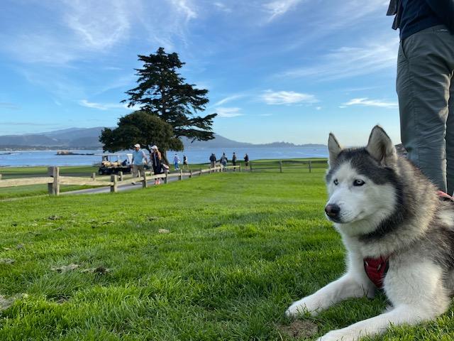 Luna, a Adoptable Siberian Husky in Beverly Hills, CA image 4/6
