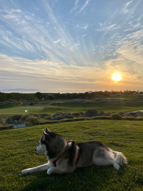 Luna, a Adoptable Siberian Husky in Beverly Hills, CA image 5/6
