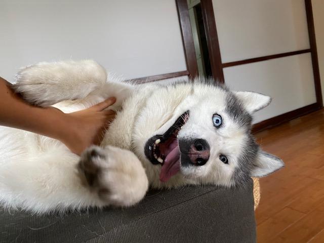 Luna, a Adoptable Siberian Husky in Beverly Hills, CA image 2/6