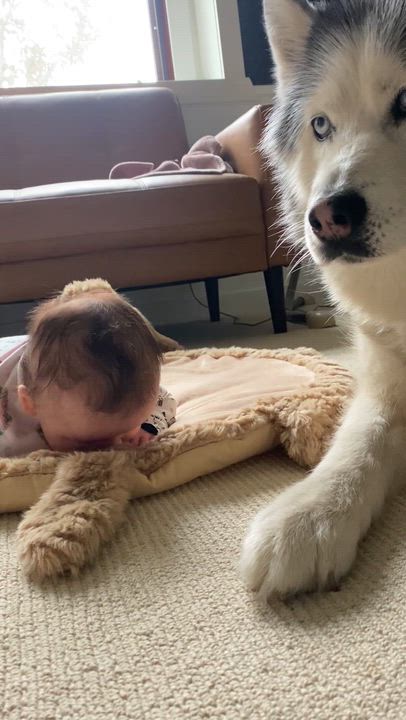 Enlarge Luna, a Adoptable Siberian Husky in Beverly Hills, CA video 6/6