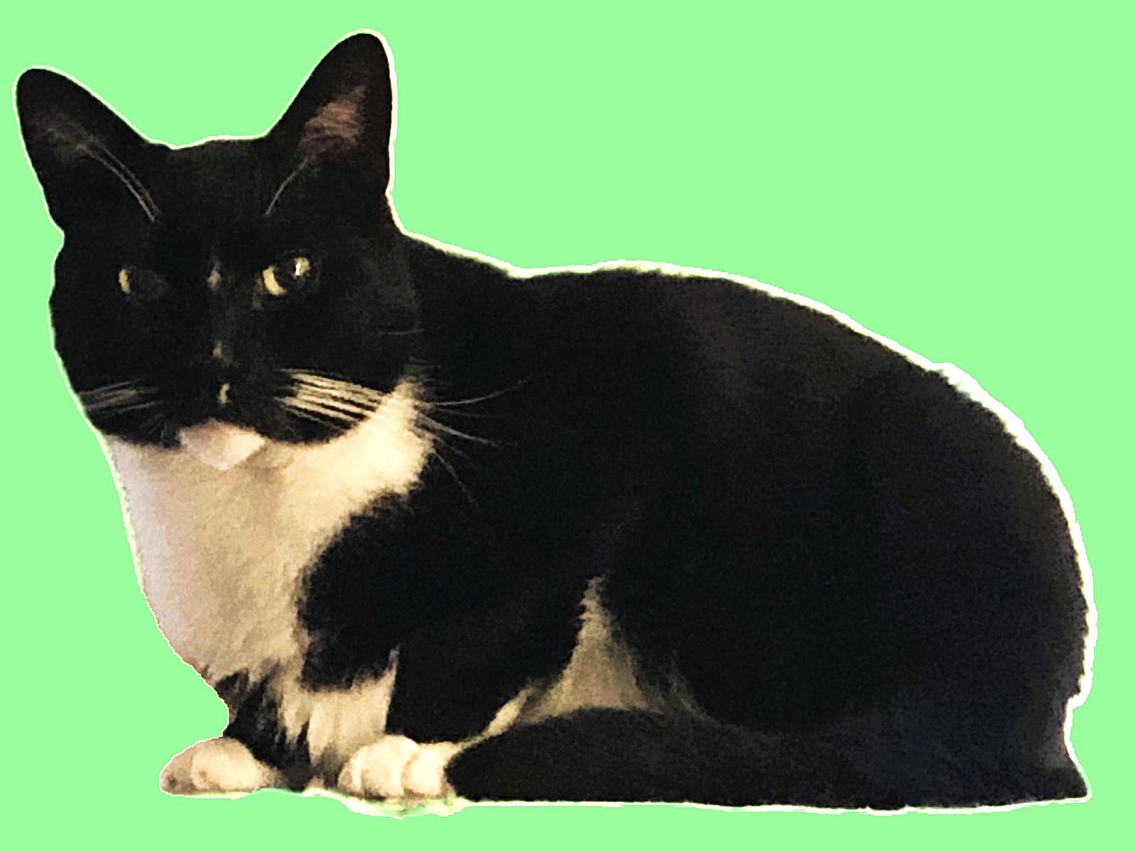 Artie, Adoptable, Adult Male Domestic Short Hair.