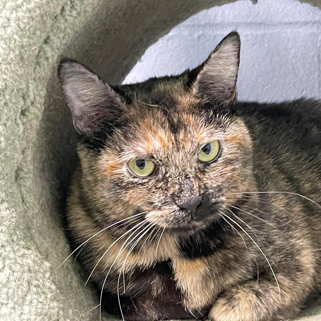 Princess, Adoptable, Adult Female Domestic Short Hair.