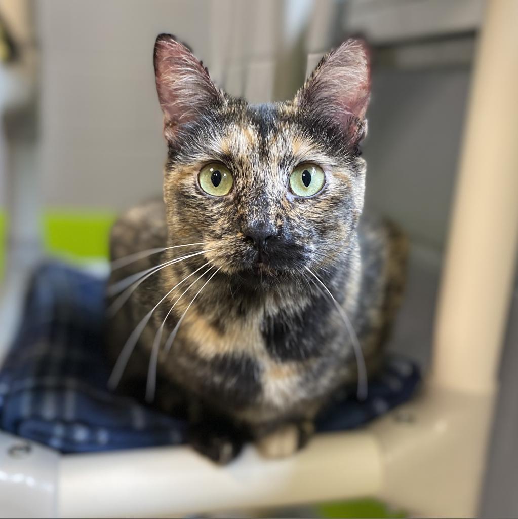 Princess, Adoptable, Adult Female Domestic Short Hair.
