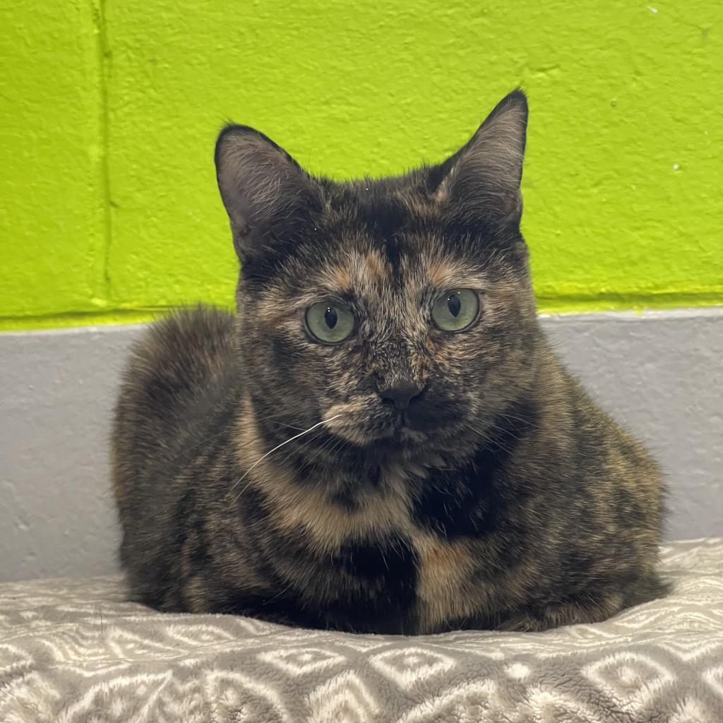 Enlarge Princess, a Adoptable Domestic Short Hair in Hampton Bays, NY image 3/6