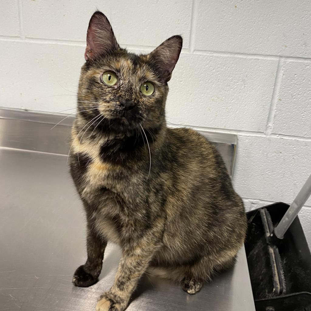Enlarge Princess, a Adoptable Domestic Short Hair in Hampton Bays, NY image 4/6