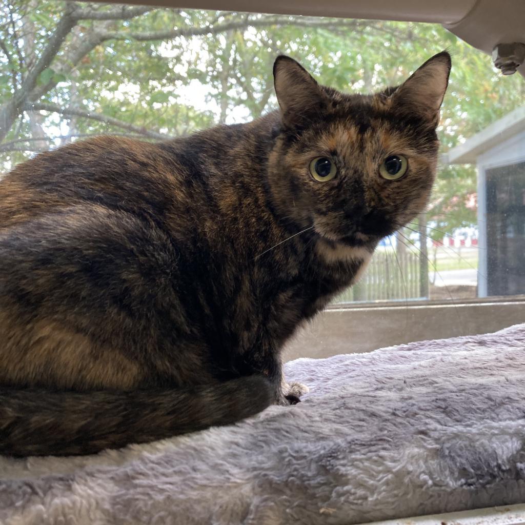 Enlarge Princess, a Adoptable Domestic Short Hair in Hampton Bays, NY image 5/6