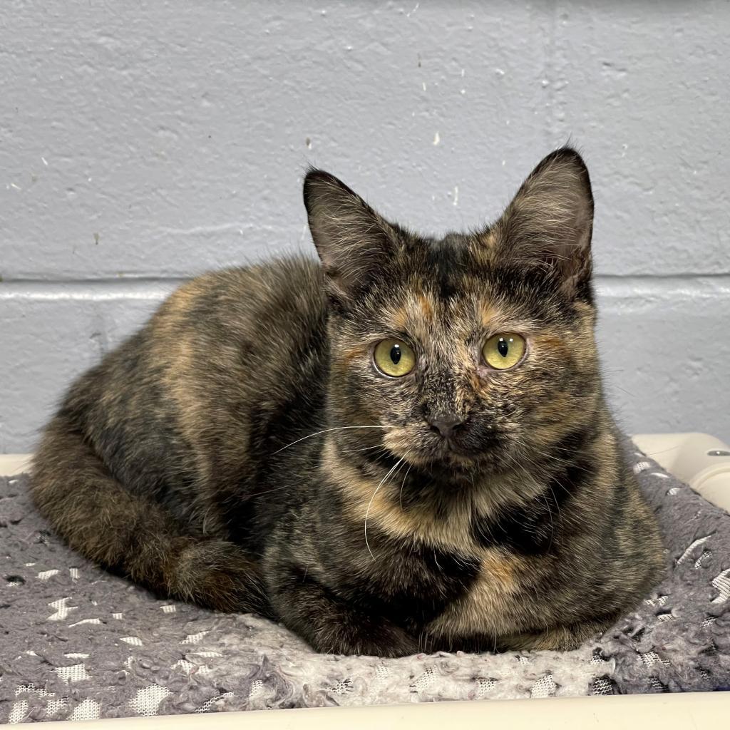 Enlarge Princess, a Adoptable Domestic Short Hair in Hampton Bays, NY image 6/6