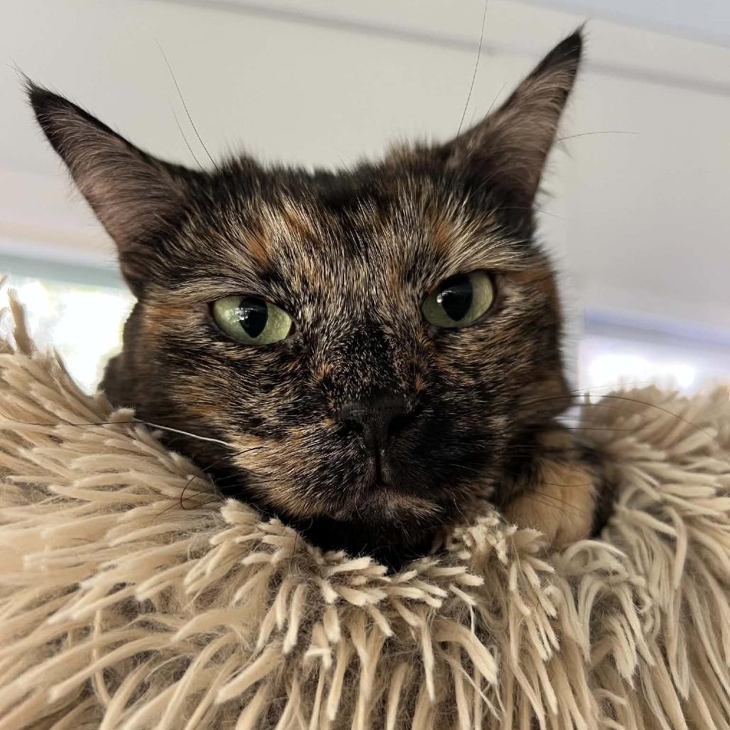 Enlarge Princess, a Adoptable Domestic Short Hair in Hampton Bays, NY image 6/6