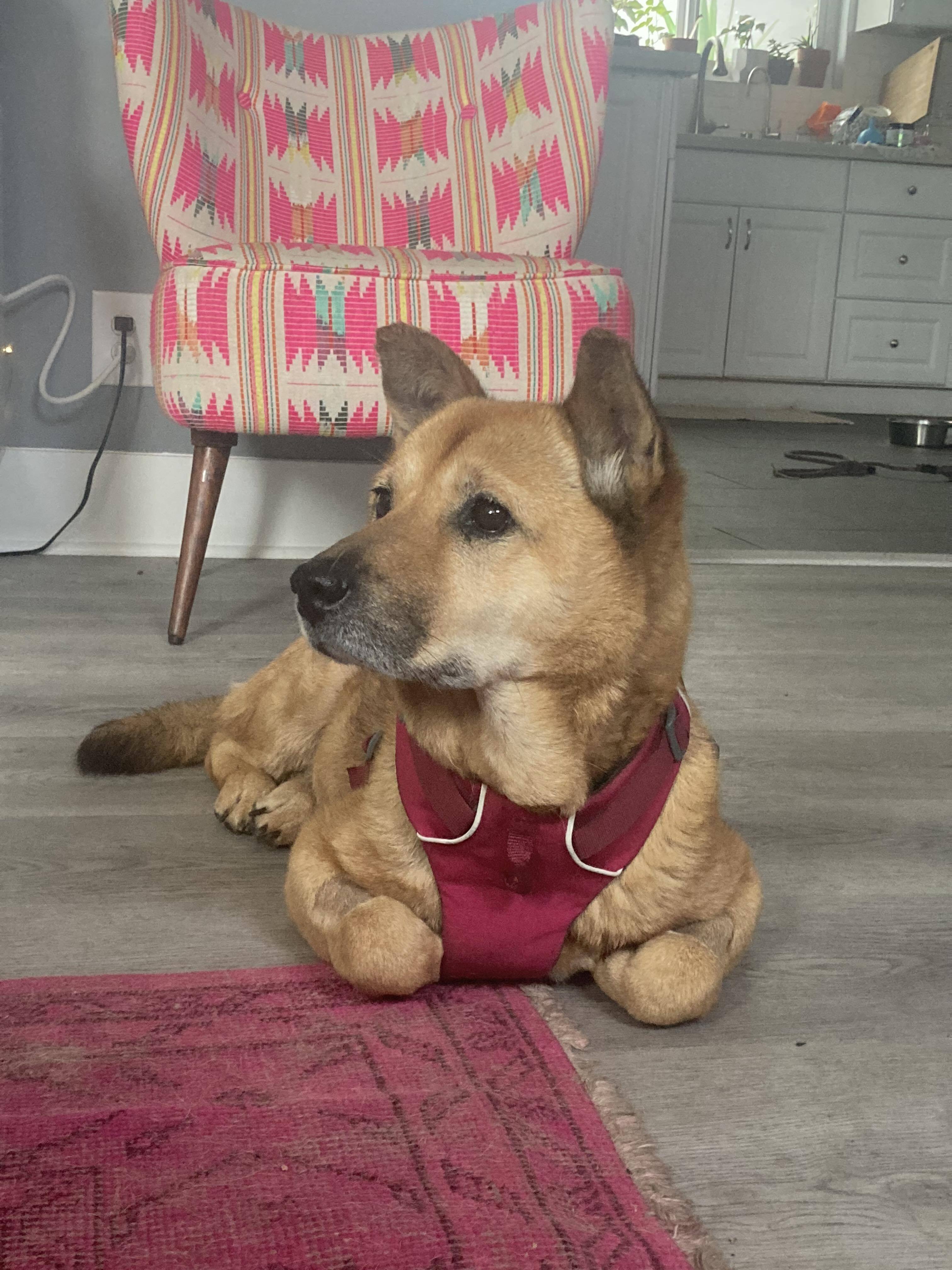 Coco, a Adopted Jindo in Los Angeles, CA image 1/6