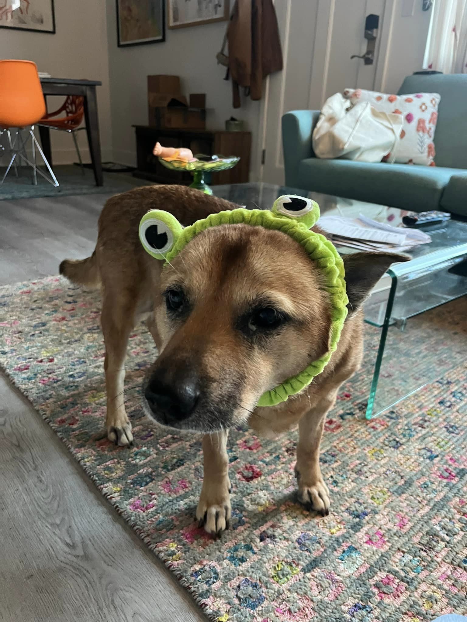 Coco, a Adopted Jindo in Los Angeles, CA image 2/6