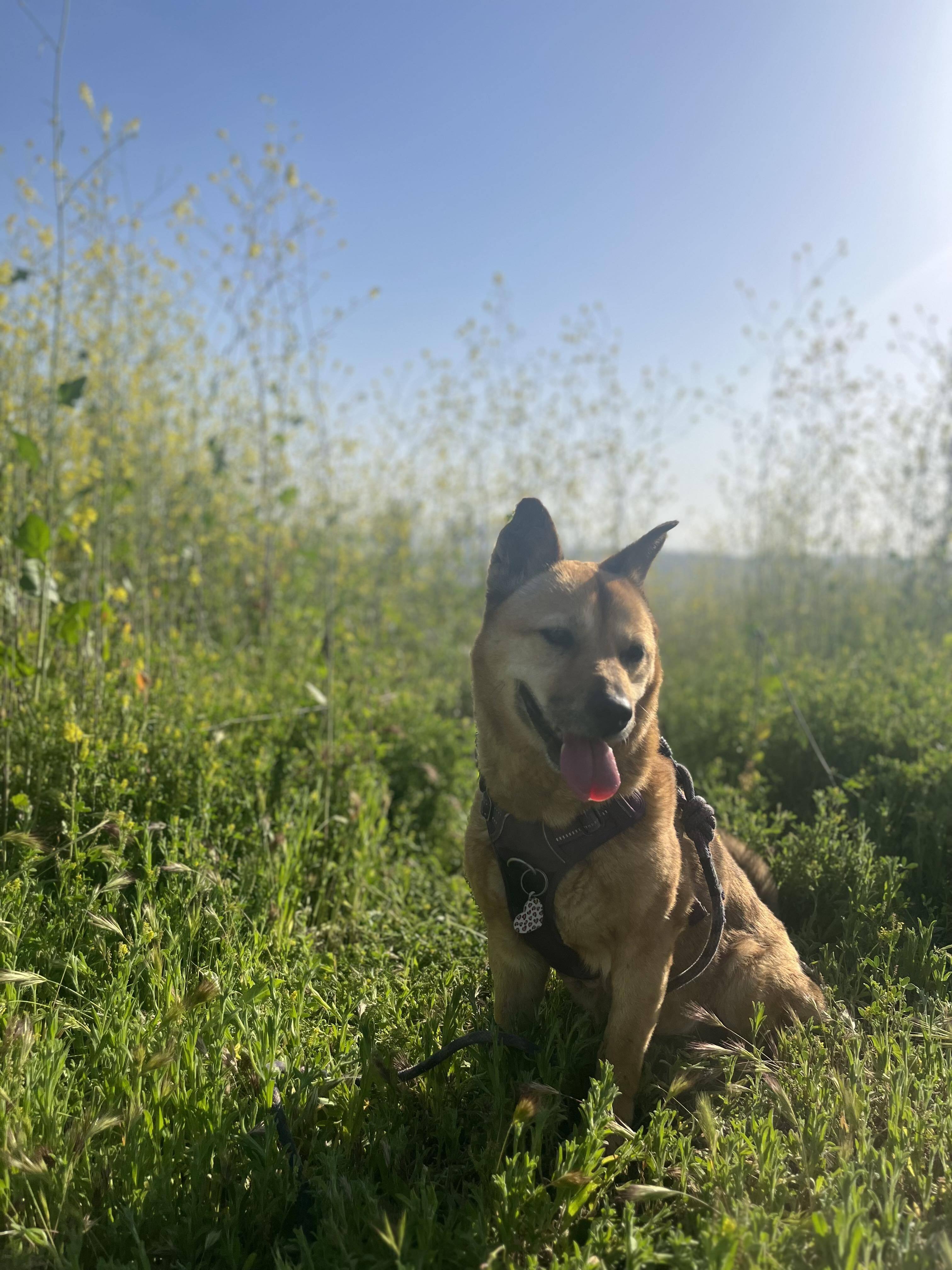 Coco, a Adopted Jindo in Los Angeles, CA image 3/6