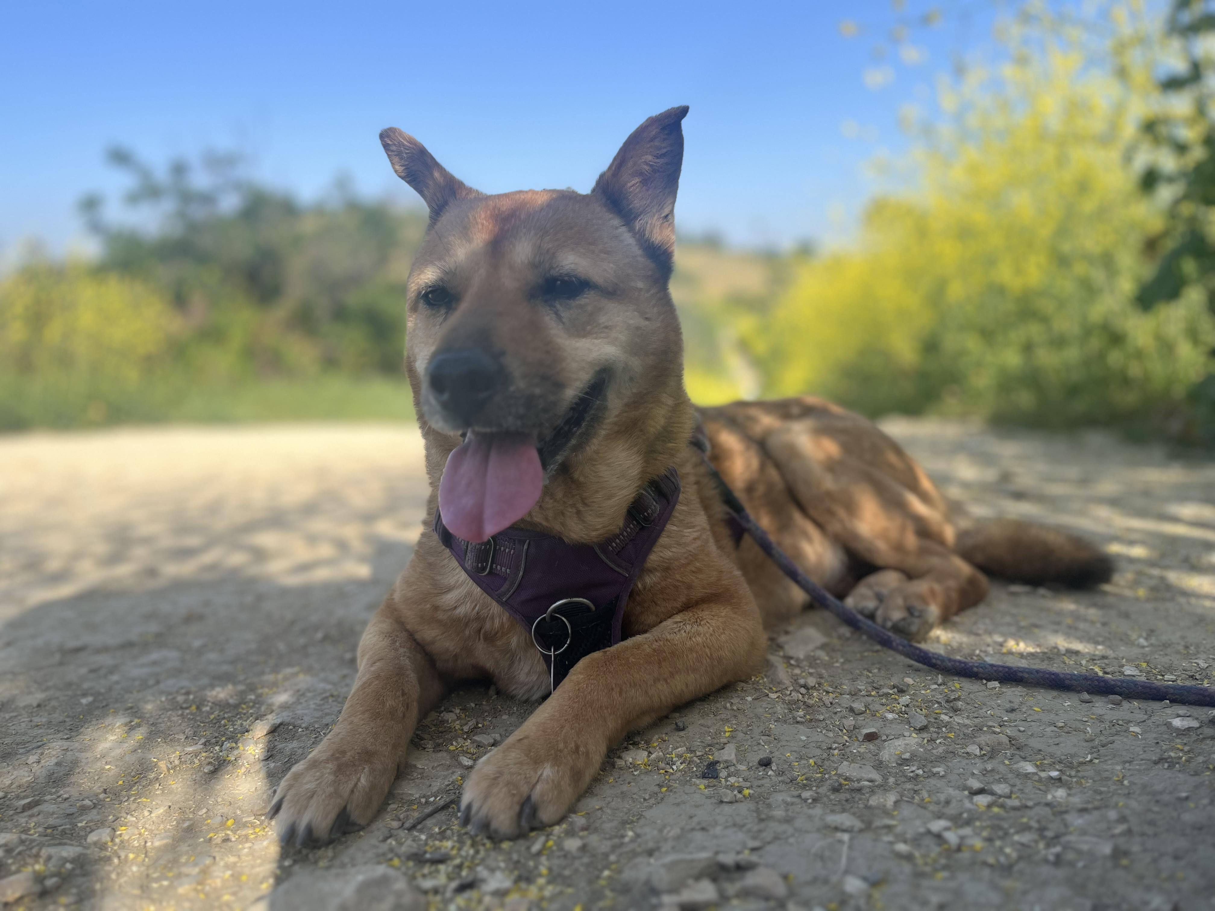 Coco, a Adopted Jindo in Los Angeles, CA image 4/6