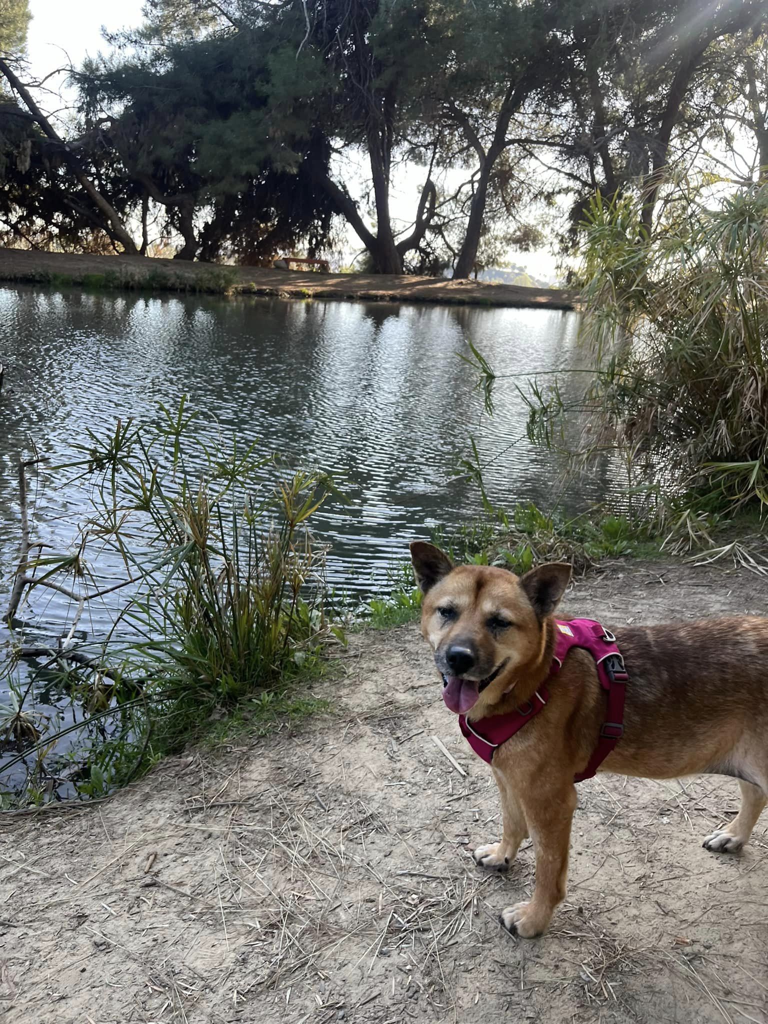 Coco, a Adopted Jindo in Los Angeles, CA image 5/6