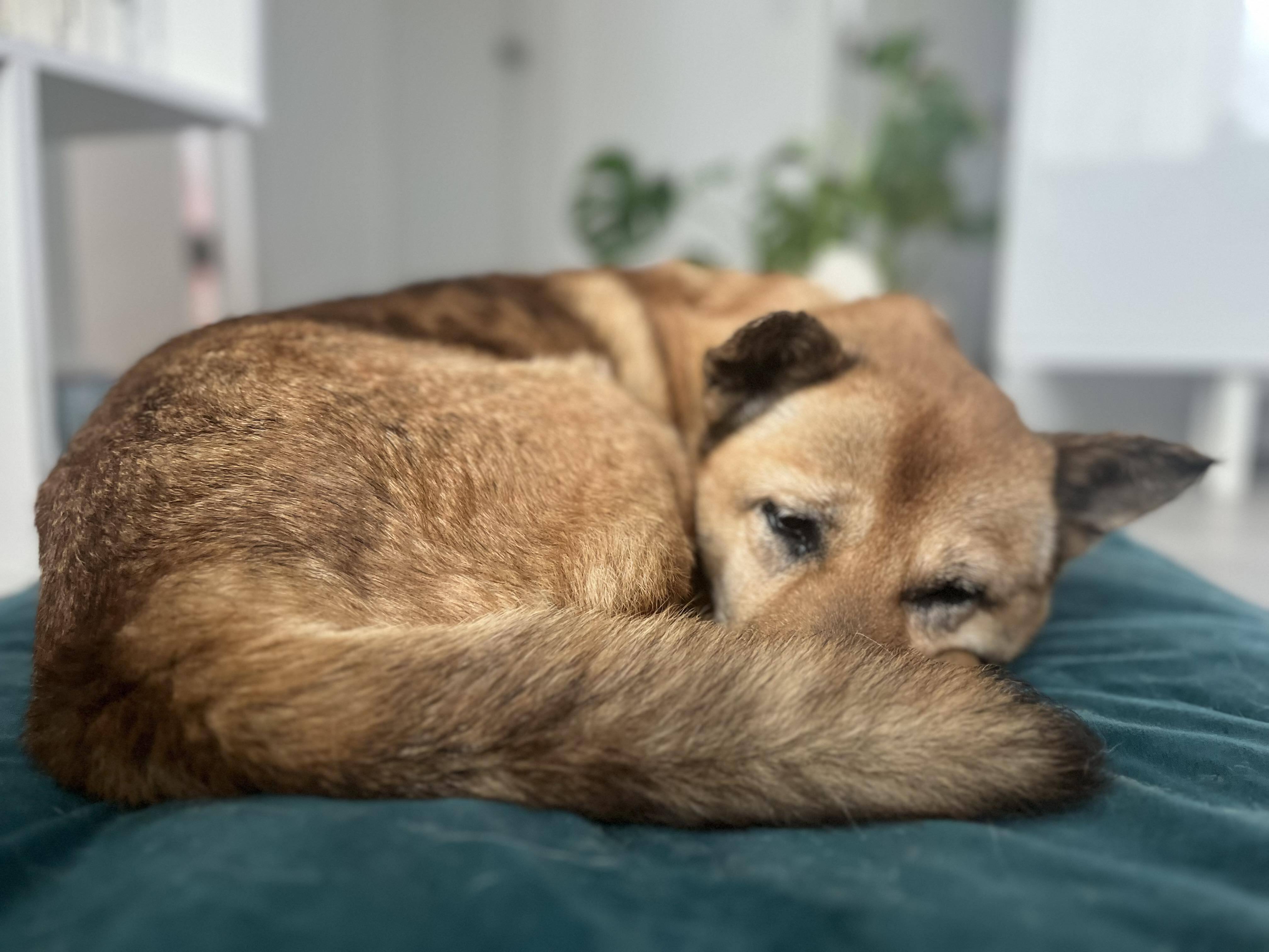 Coco, a Adopted Jindo in Los Angeles, CA image 6/6