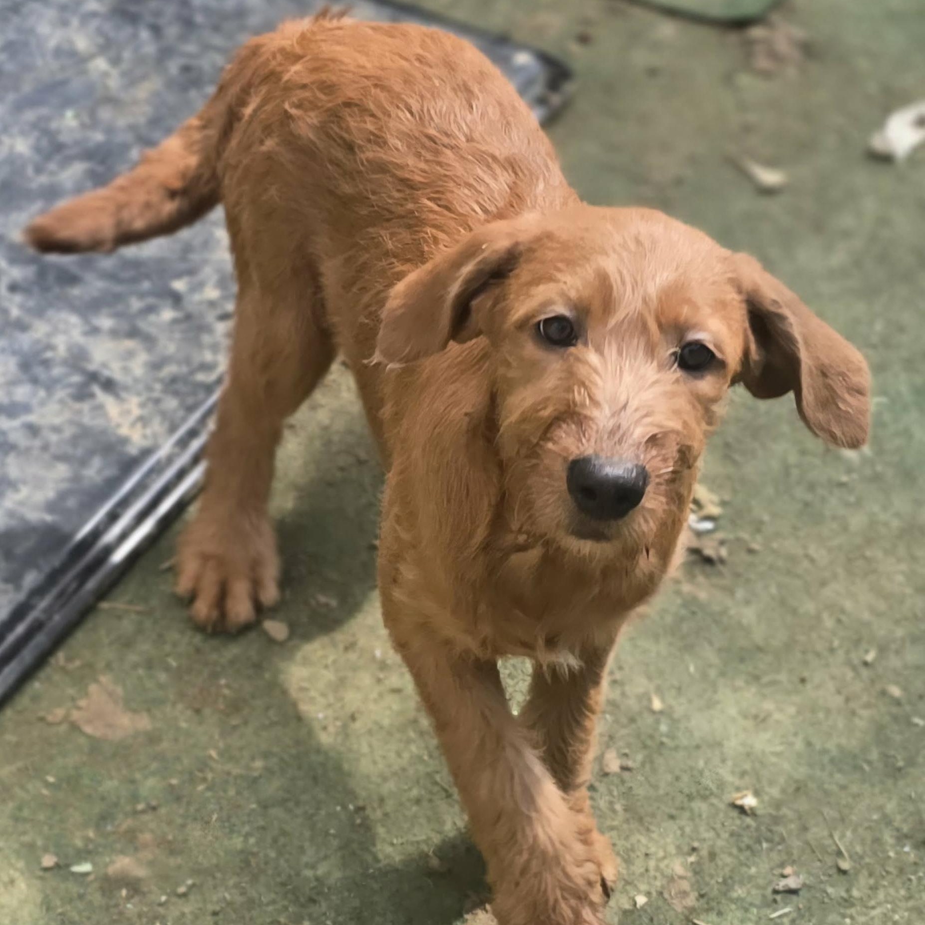 Cliff, Adoptable, Young Male Labrador Retriever & Labradoodle.