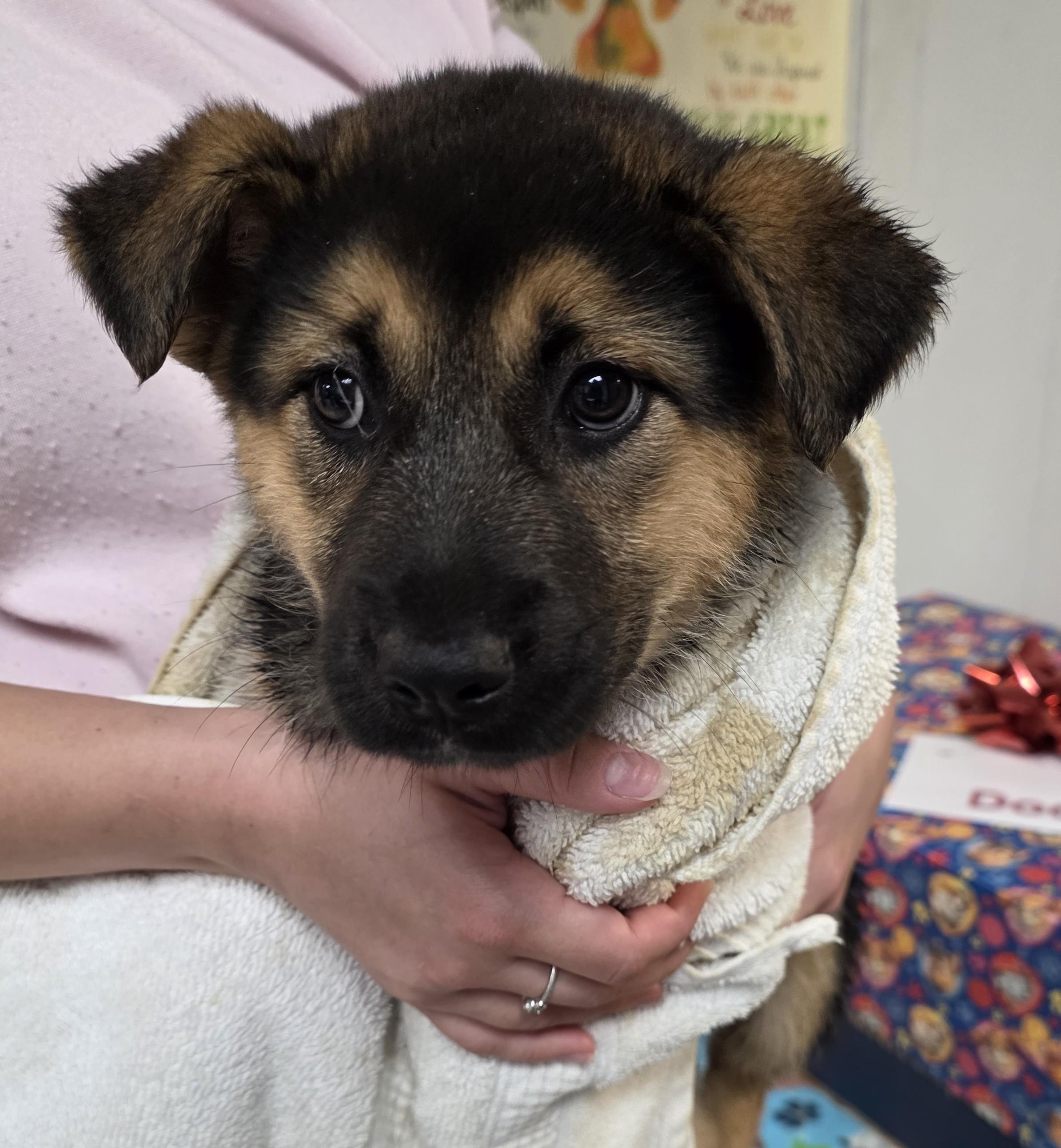 Lainey, ADOPTABLE, Young Female Mixed Breed.