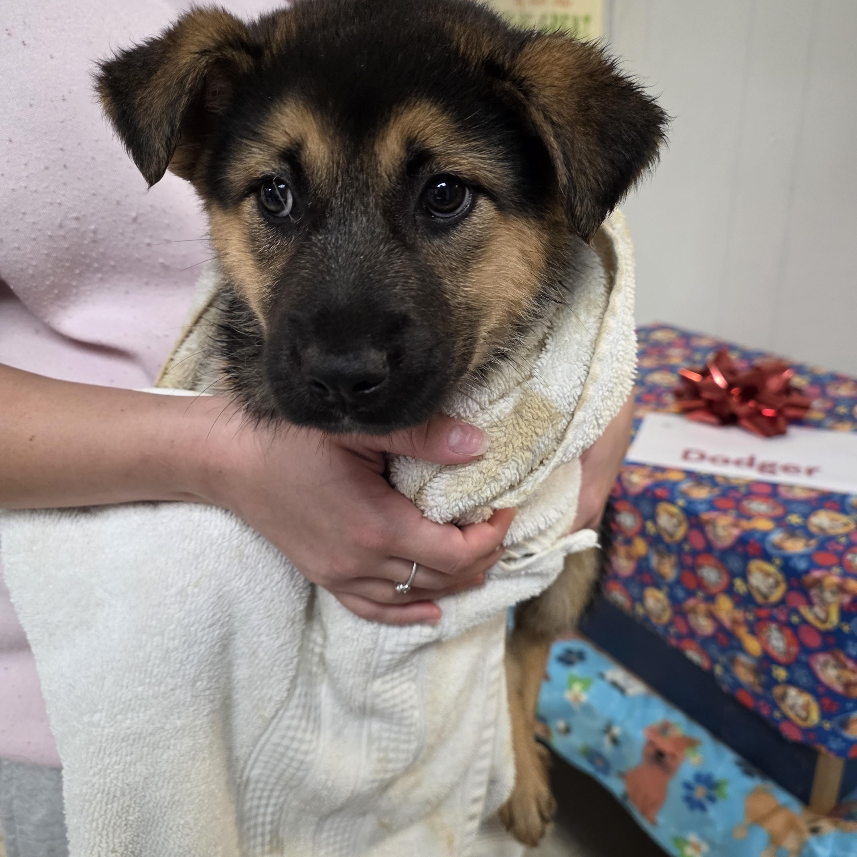 Lainey, a ADOPTABLE Mixed Breed in North Myrtle Beach, SC image 2/2