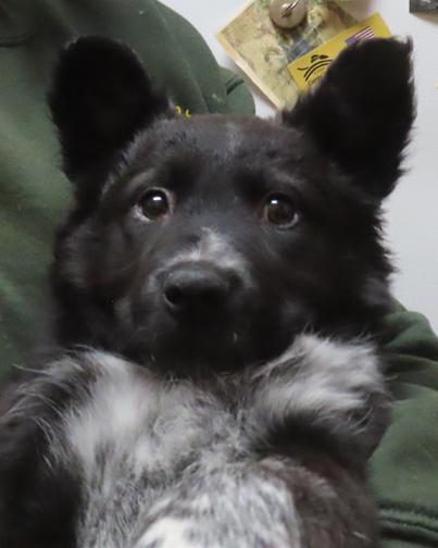 Enlarge Bianca, a ADOPTABLE mixed breed in Saint Paul, MN image 4/6