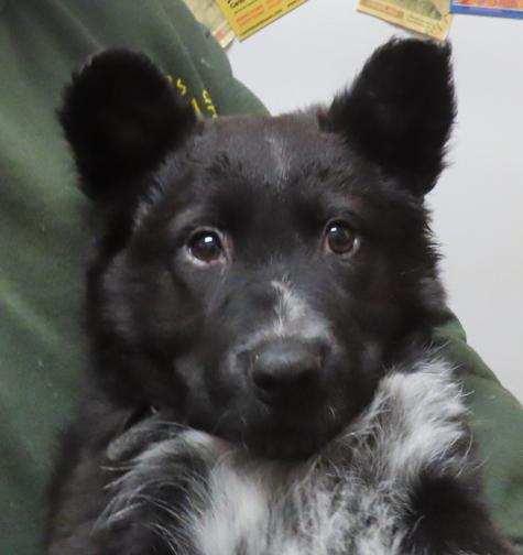 Enlarge Bianca, a ADOPTABLE mixed breed in Saint Paul, MN image 1/6