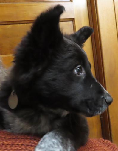 Enlarge Bianca, a ADOPTABLE mixed breed in Saint Paul, MN image 2/6