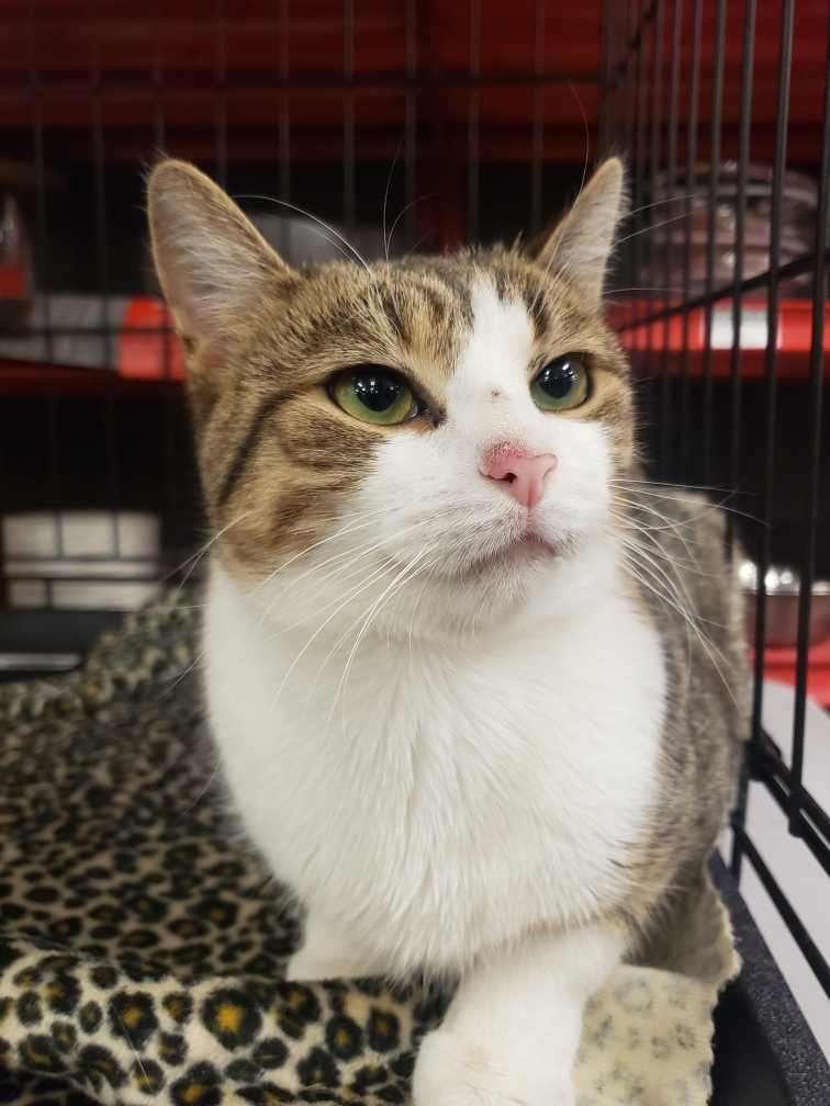 Latuna, an adopted Domestic Short Hair in East Orange, NJ_image-1