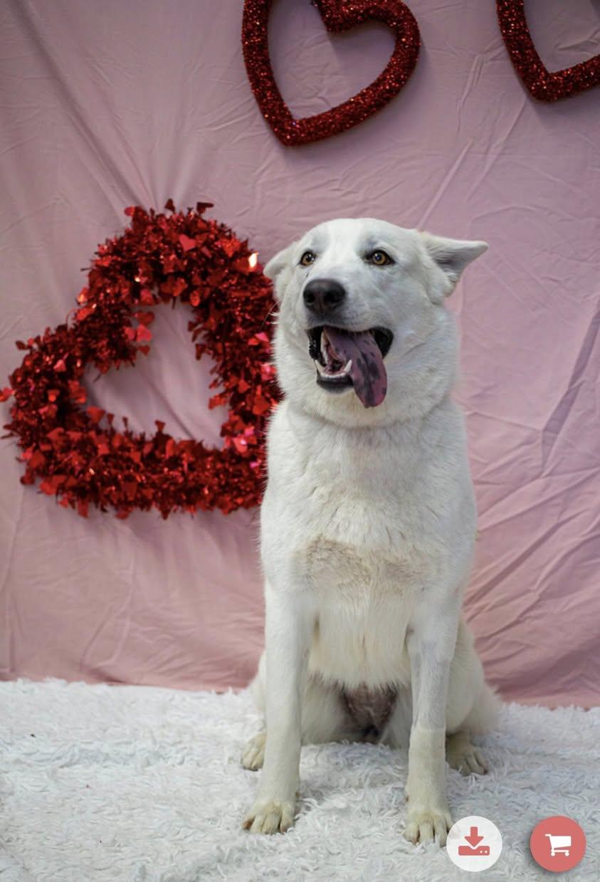 Enlarge Winter, a Adoptable Husky in Rowlett, TX image 1/3