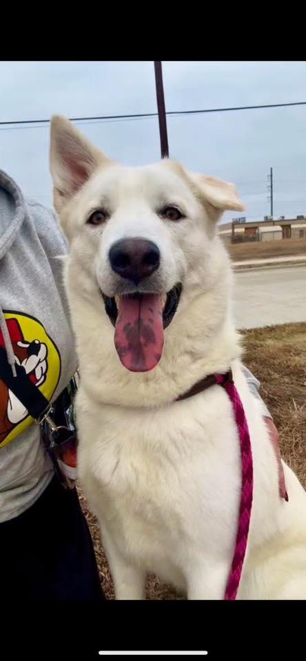 Enlarge Winter, a Adoptable Husky in Rowlett, TX image 2/3