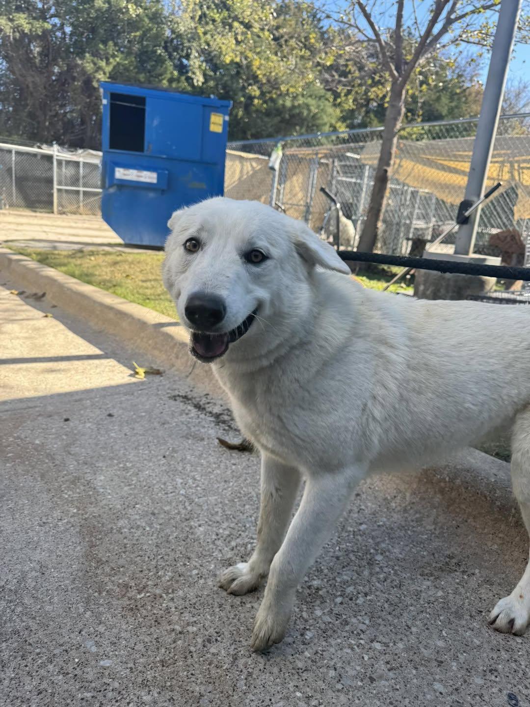 Winter, Adoptable, Young Female Husky.