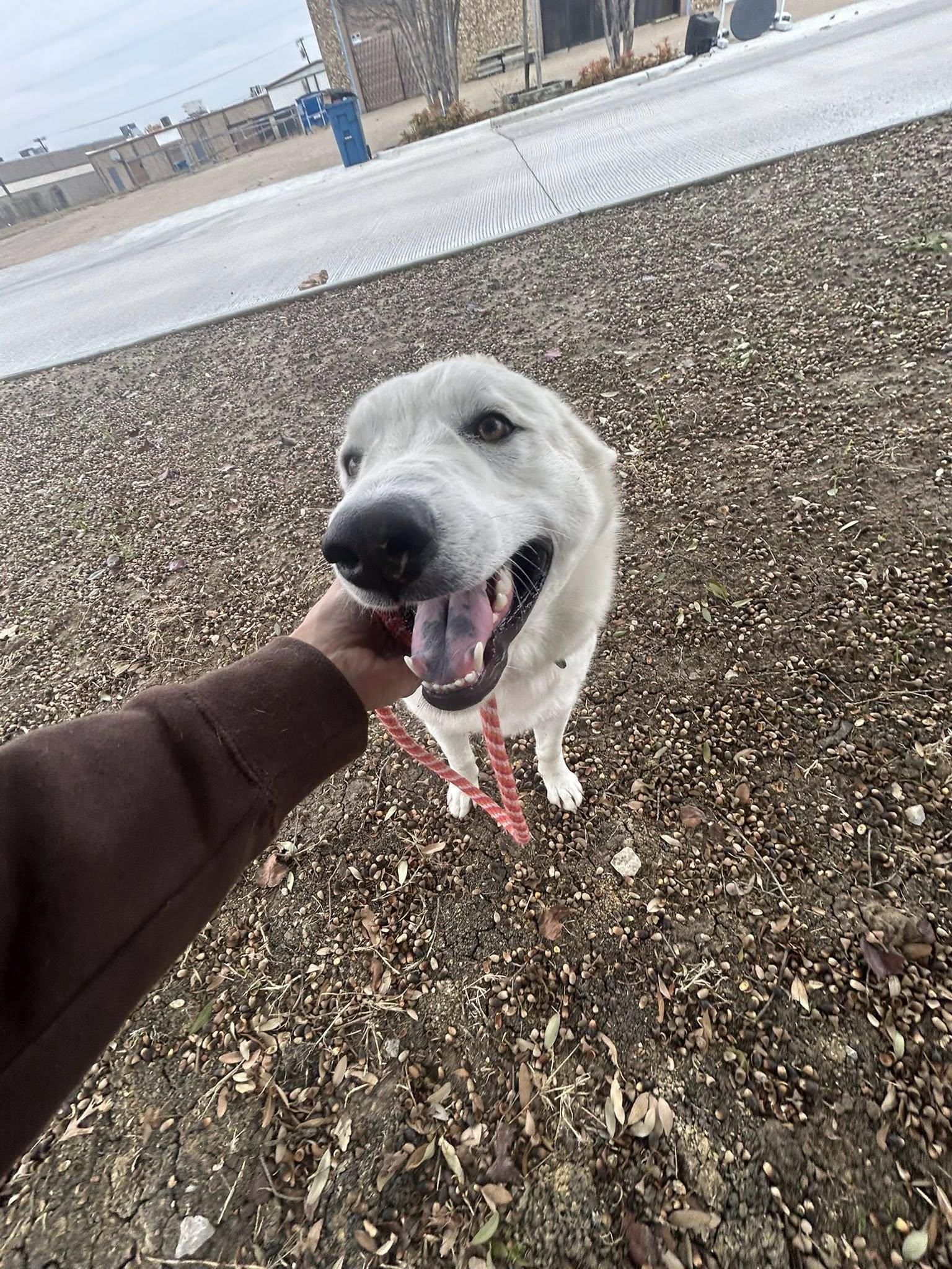 Enlarge Winter, a Adoptable Husky in Rowlett, TX image 2/2