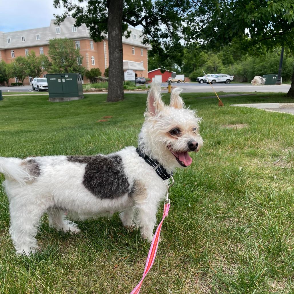 Fiji, a Adoptable Mixed Breed in Hinsdale, IL image 1/2