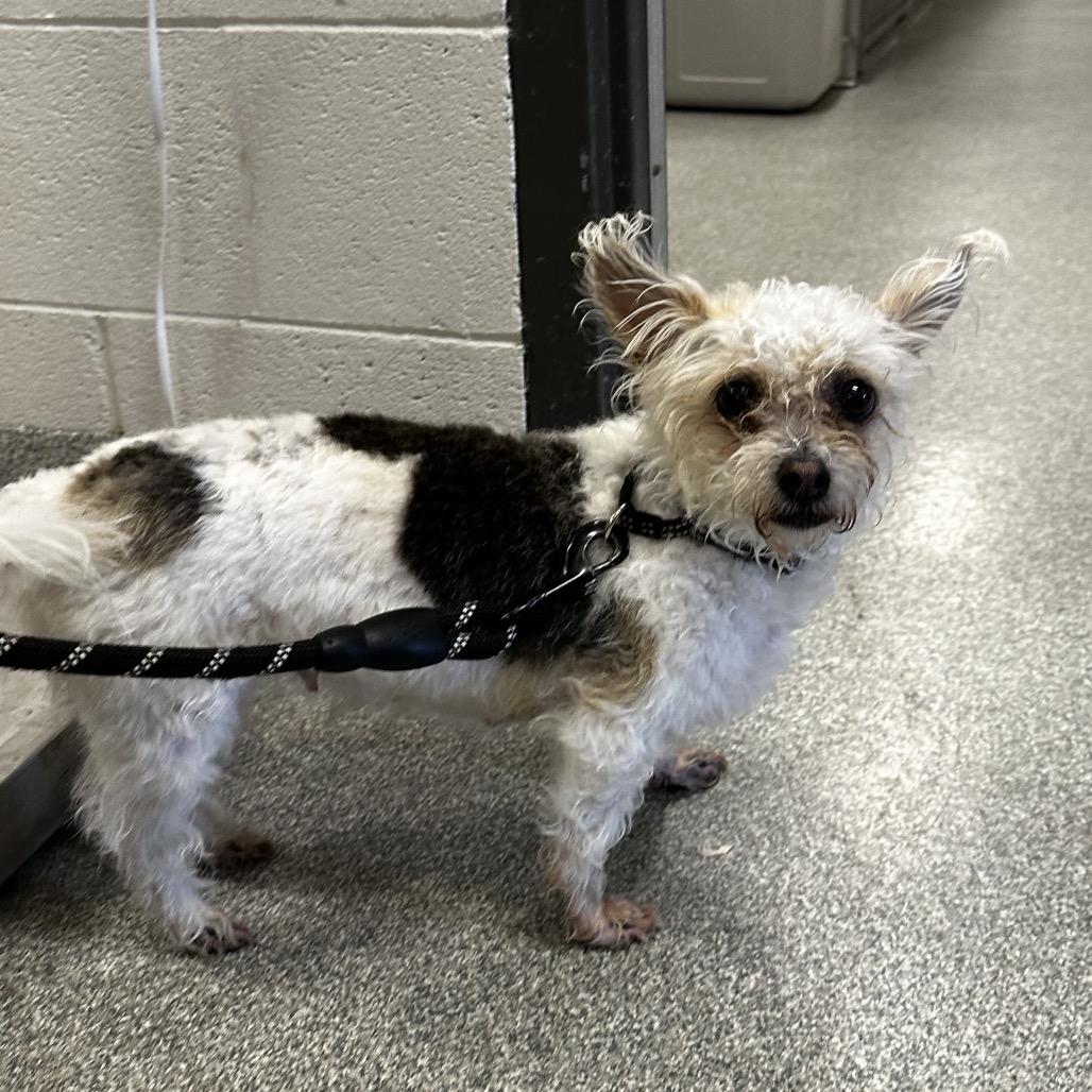 Fiji, a Adoptable Mixed Breed in Hinsdale, IL image 2/2