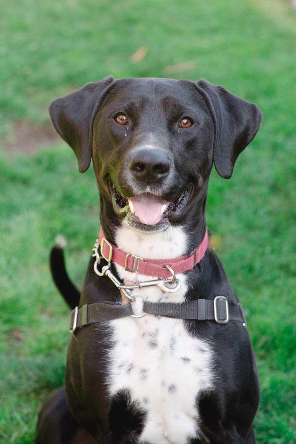 Loki, Adoptable, Adult Male Labrador Retriever.