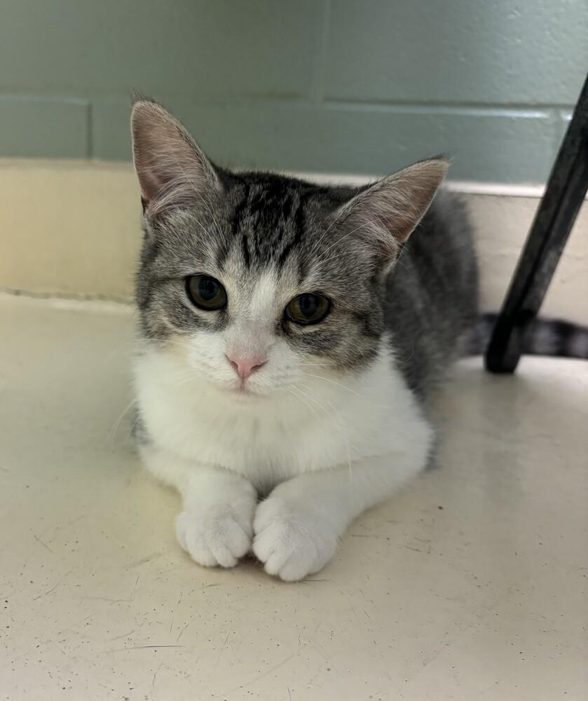 Enlarge Gracie, a Adoptable mixed breed in Kalamazoo, MI image 1/4