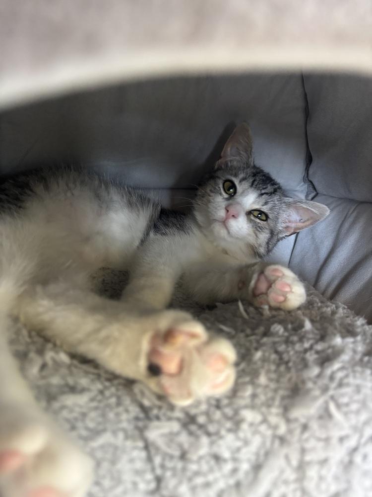 Enlarge Gracie, a Adoptable mixed breed in Kalamazoo, MI image 2/4