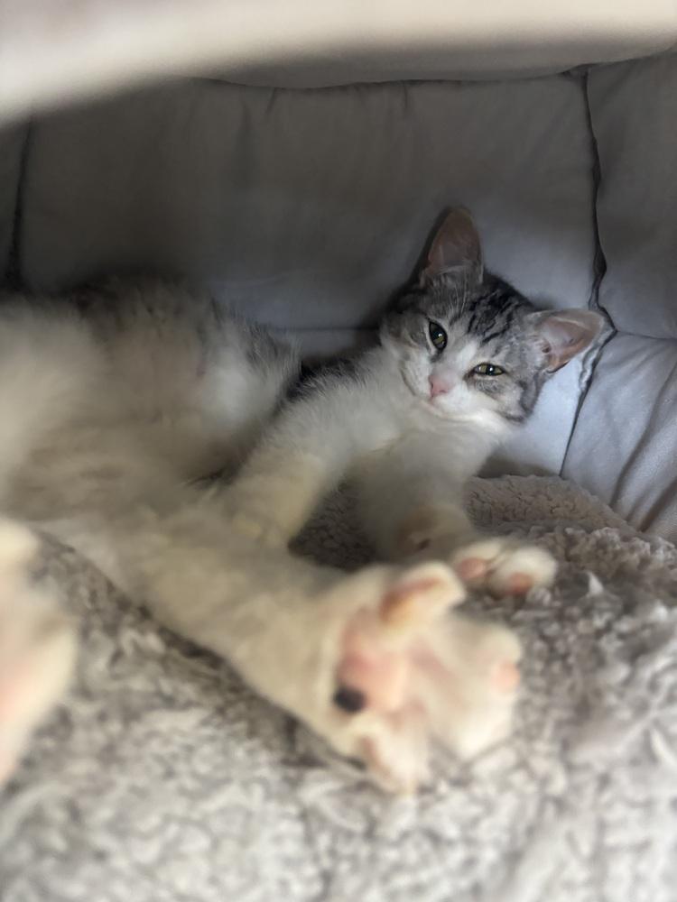 Enlarge Gracie, a Adoptable mixed breed in Kalamazoo, MI image 3/4