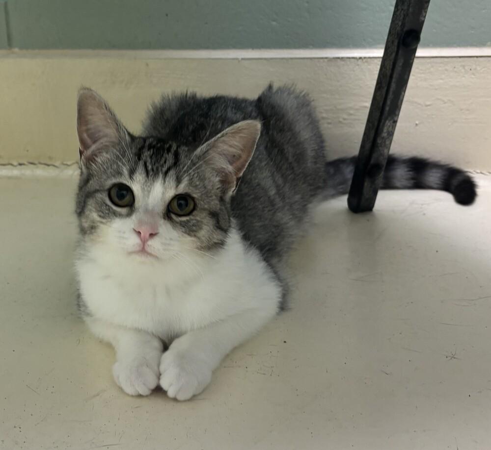 Enlarge Gracie, a Adoptable mixed breed in Kalamazoo, MI image 4/4