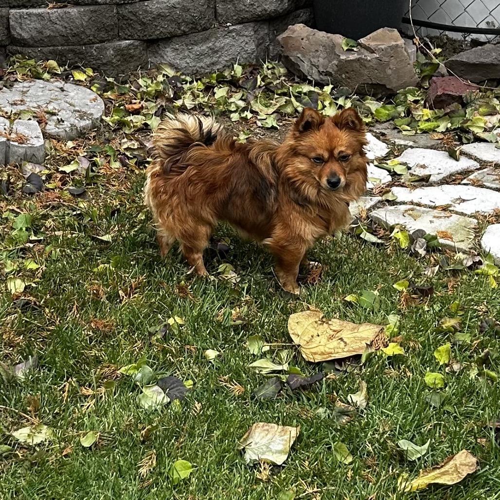 Stanley, Adoptable, Adult Male Pomeranian & Chihuahua.
