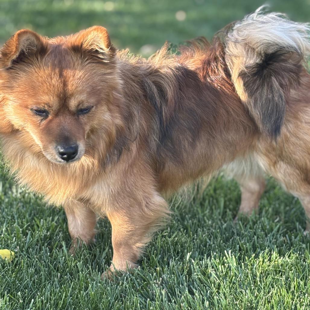Enlarge Stanley, a Adoptable mixed breed in Cashmere, WA image 2/4