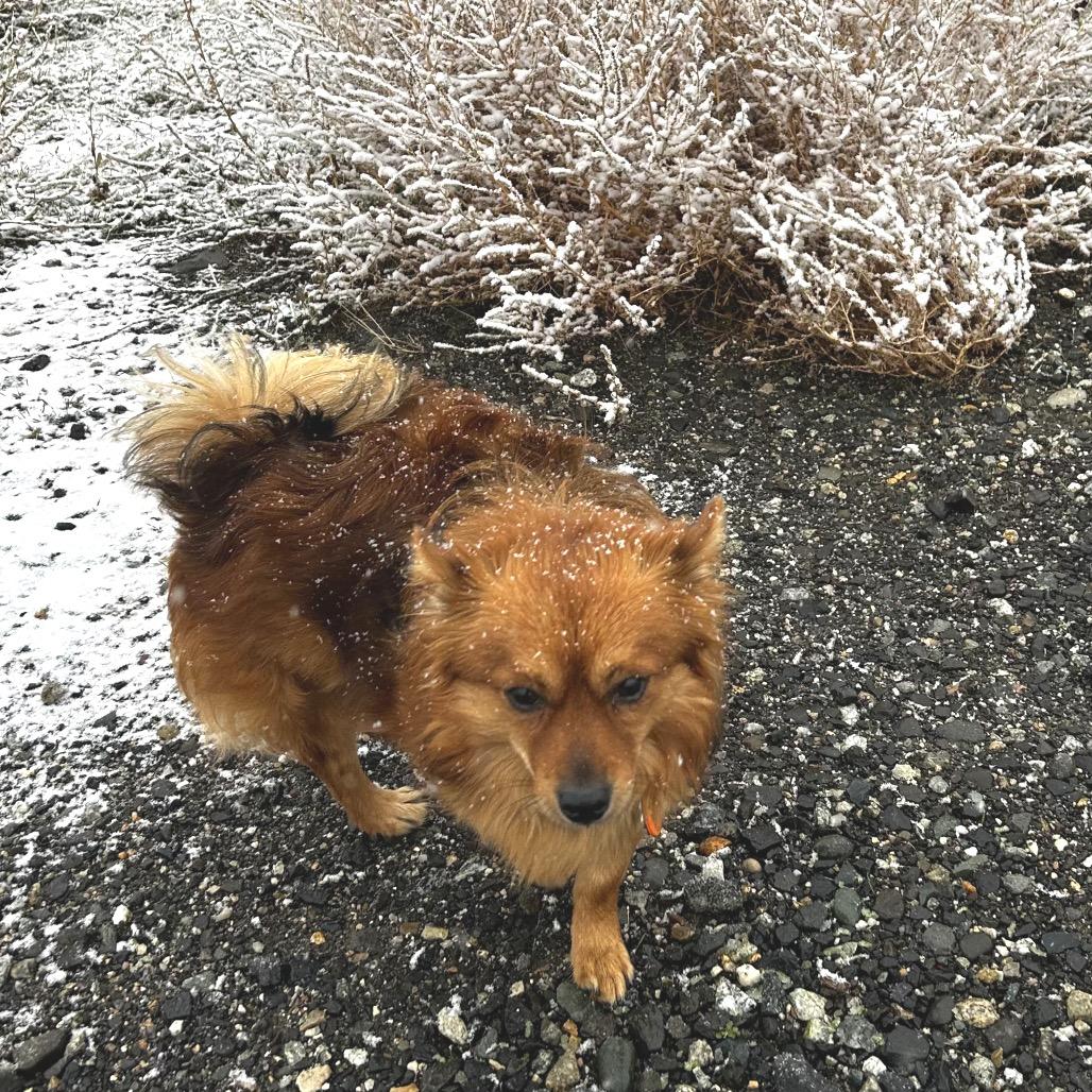 Enlarge Stanley, a Adoptable mixed breed in Cashmere, WA image 3/4