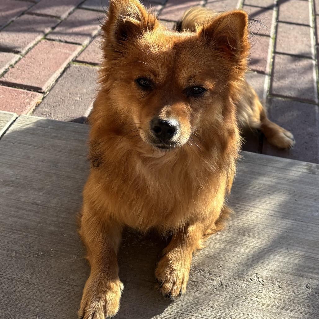 Enlarge Stanley, a Adoptable mixed breed in Cashmere, WA image 4/4