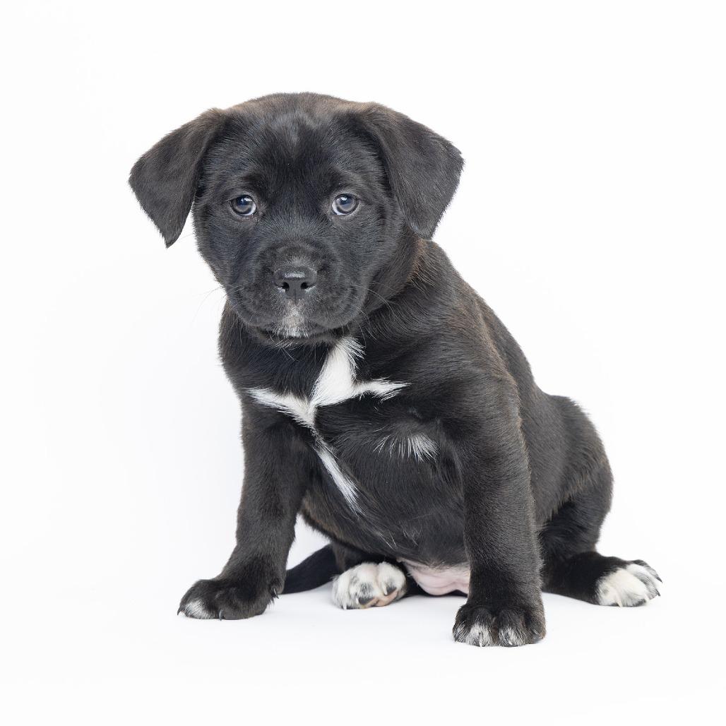 Millie (Teal Collar), Adoptable, Puppy Female Pit Bull Terrier.