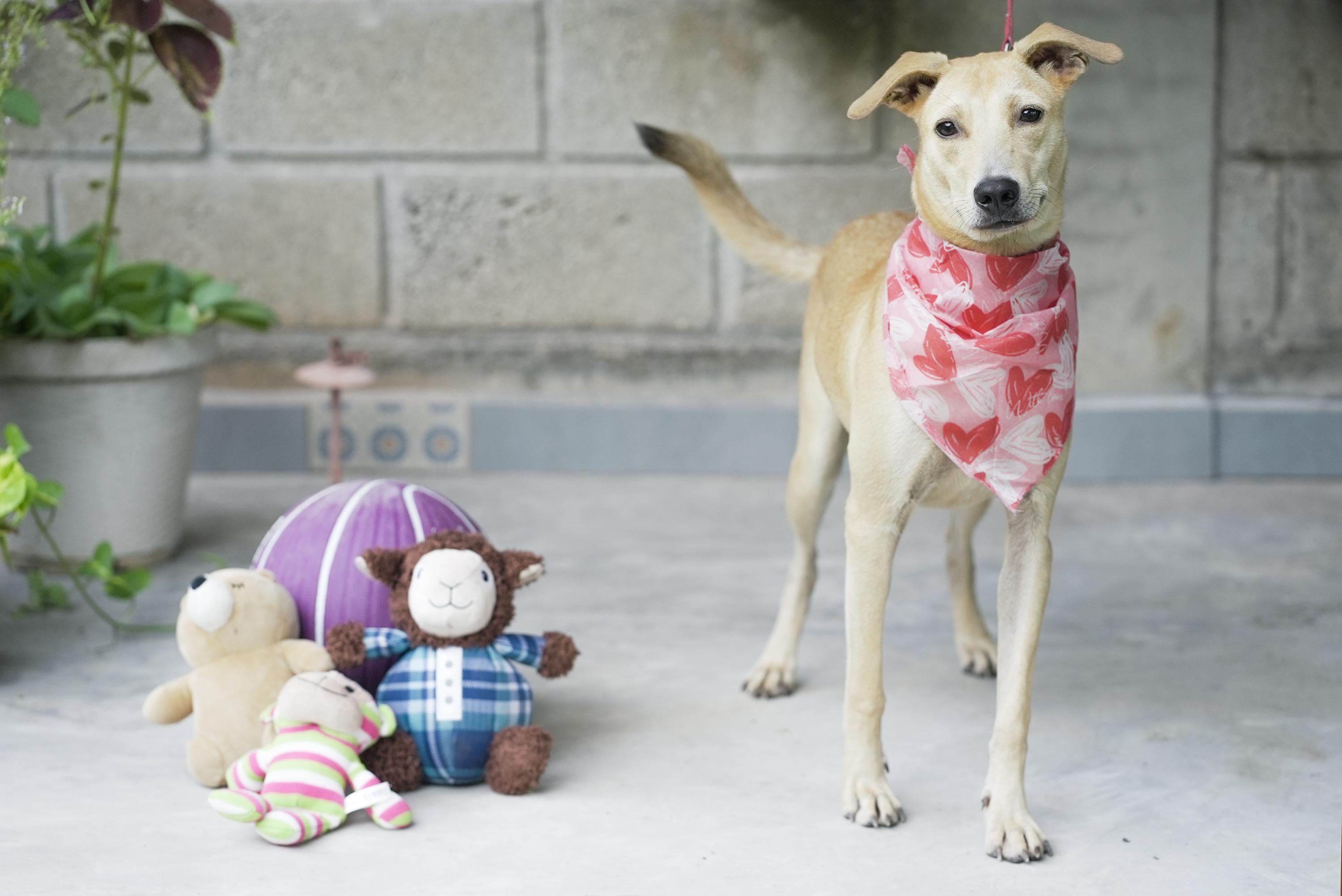 Jimmina, a Adoptable mixed breed in Edmonton, AB image 3/5