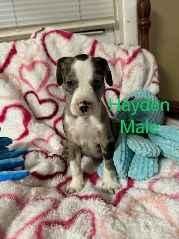 HAYDEN, Adoptable, Young Male Labrador Retriever.