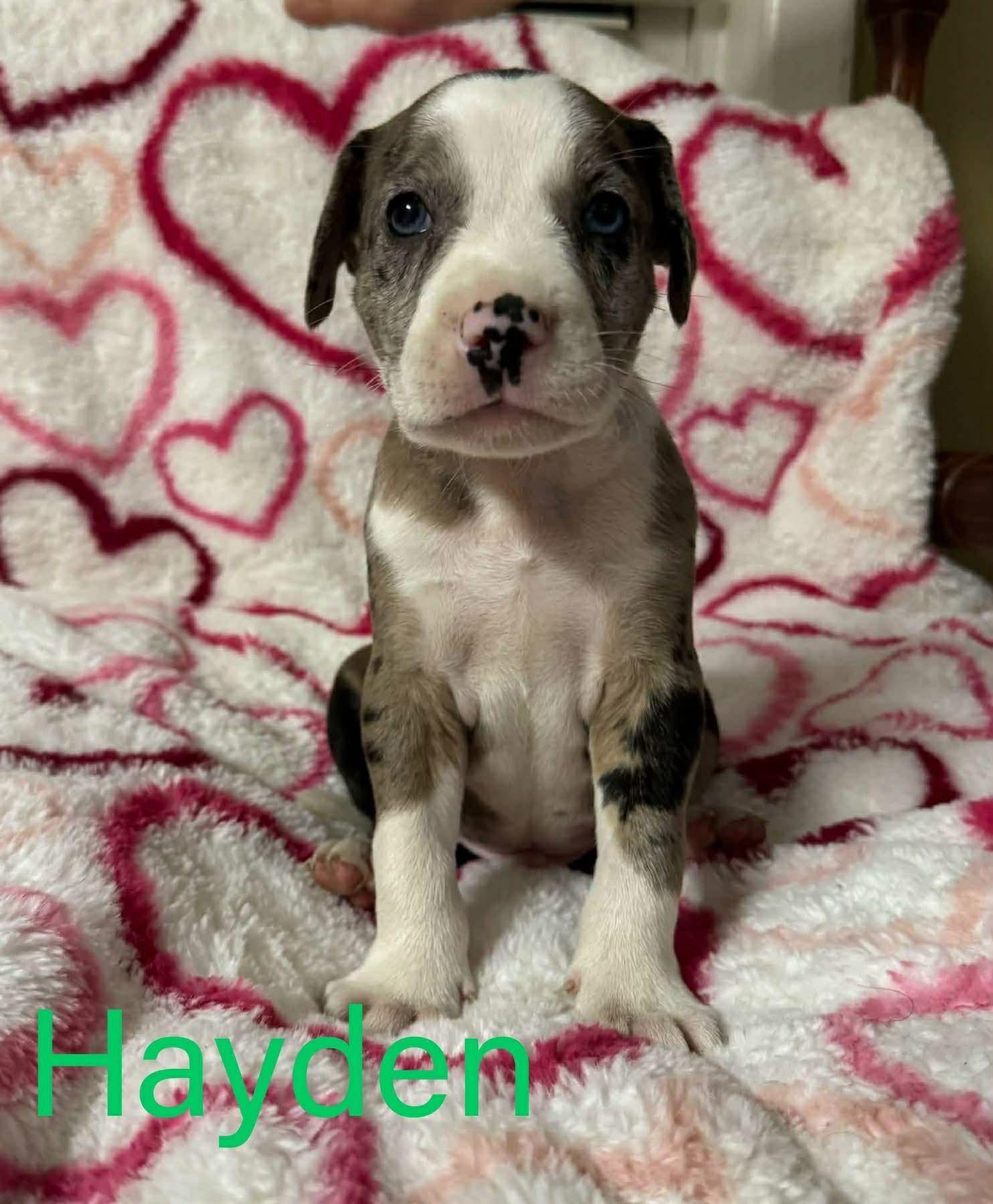 Enlarge HAYDEN, a Adoptable Labrador Retriever in Pomfret Center, CT image 2/2