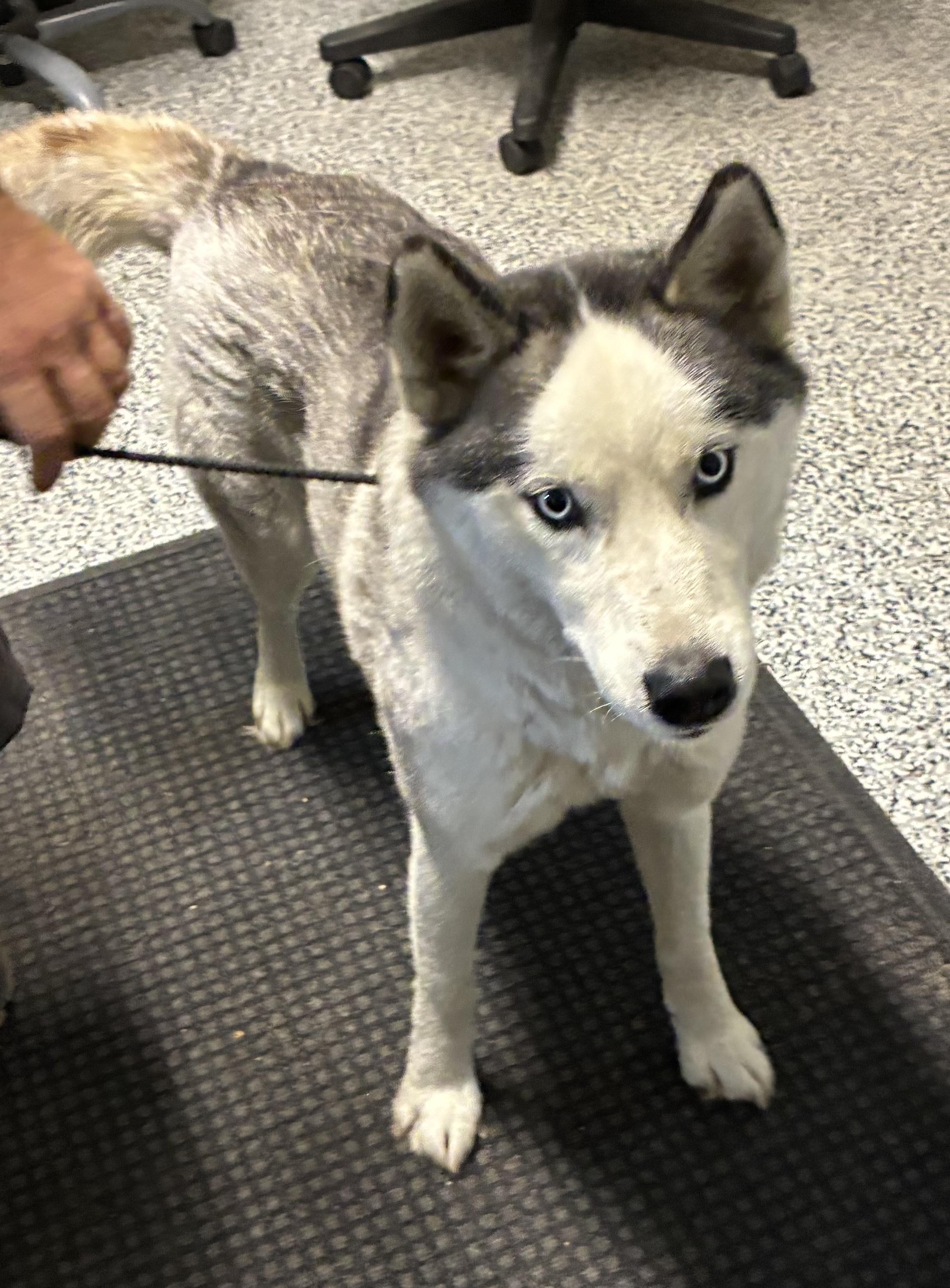 Enlarge Balto, a Adopted Siberian Husky in Kalkaska, MI image 1/3